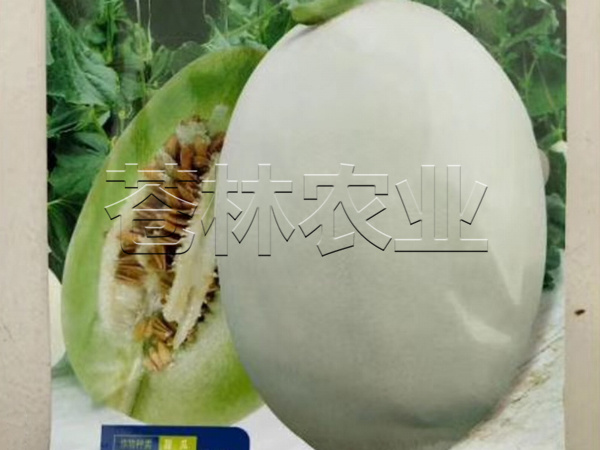 甜瓜种植 (14)