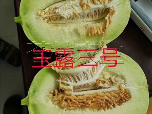 甜瓜种植 (13)