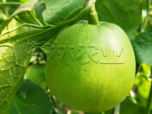 甜瓜种植 (12)
