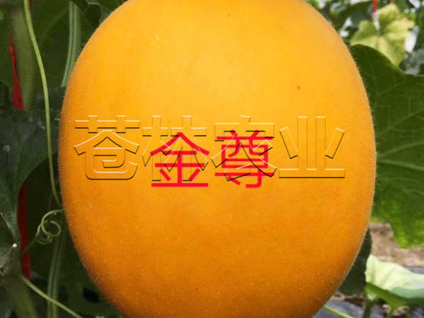 甜瓜种植 (10)