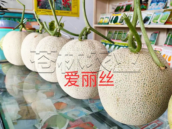 甜瓜种植 (9)