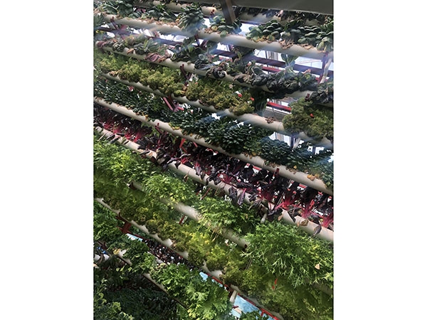 无土栽培 (14)