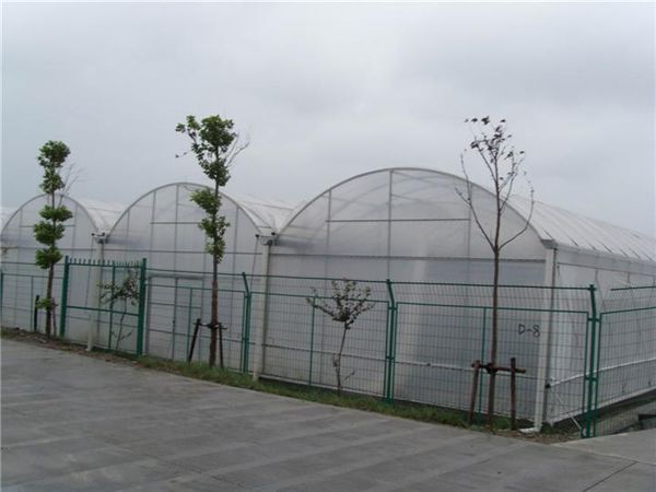 连栋薄膜温室 (5)